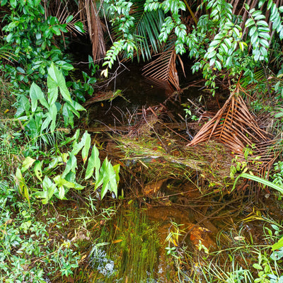 A shallow blackwater stream at the forest edge, partially canopied by palm fronds and broadleaf vegetation, with submerged grasses and decomposing frond material, photographed in situ by Jay Belitung for Betta Botanicals.