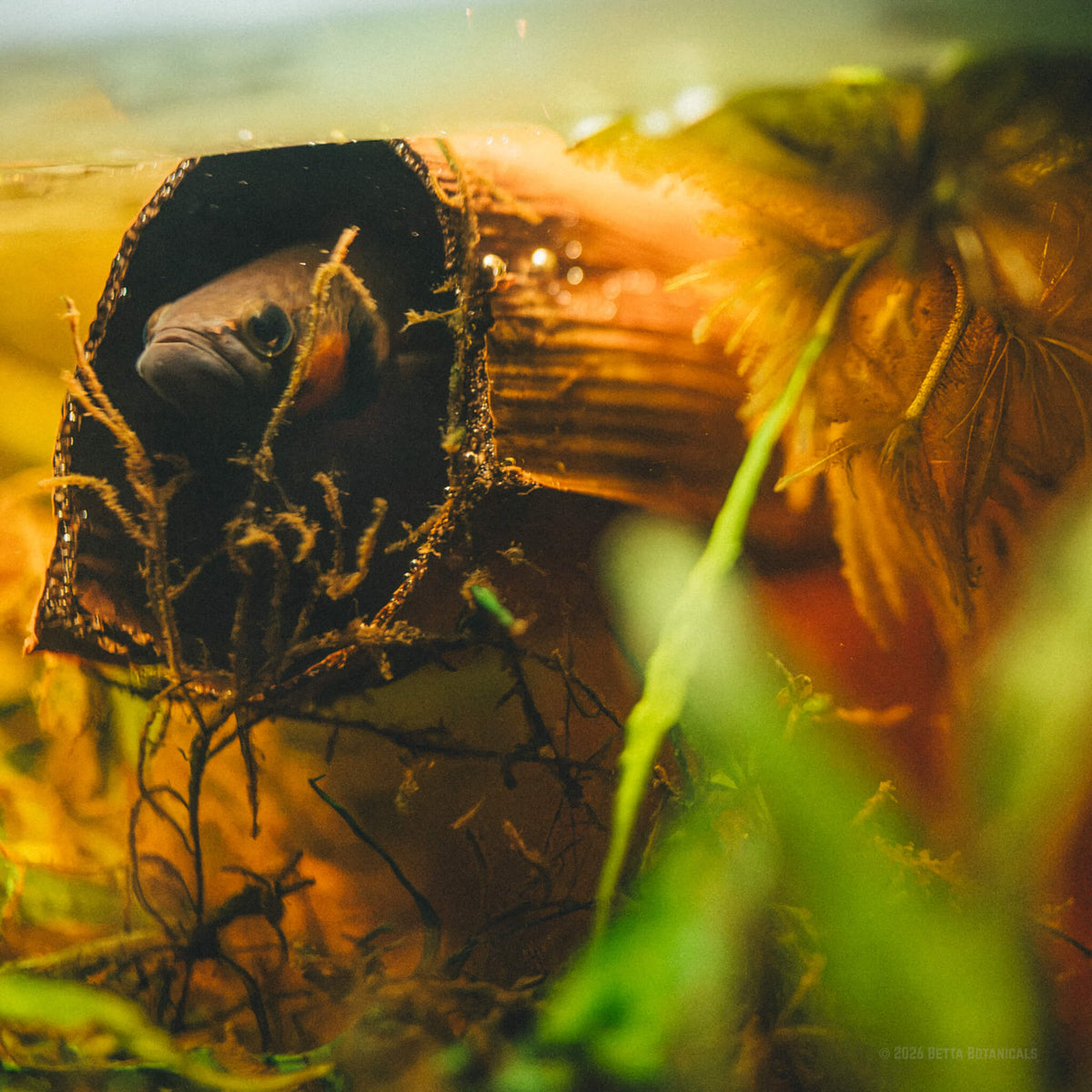 A Betta macrostoma with an orange-red throat looking out from a hollow palm flower sheathe that serves as a natural betta cave, with fungal and biofilm growth along its edges, root threads in the foreground, photographed in a blackwater aquarium by Paul Kalifatidi for Betta Botanicals.