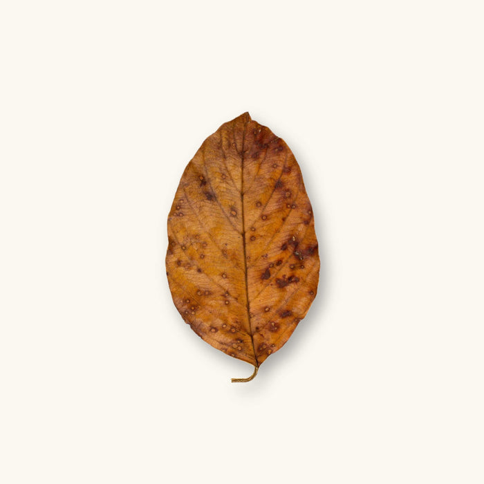 A durable brown palta leaf (Persea sp.) showing natural texture for blackwater aquariums, photographed on a natural background at Betta Botanicals.