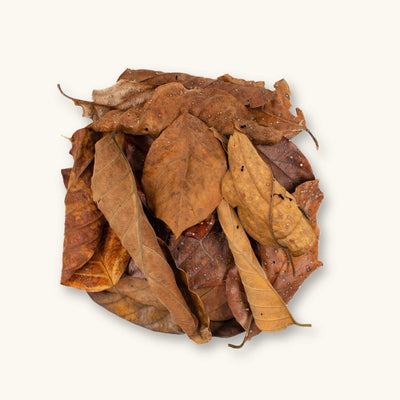 A group of large brown palta leaves (Persea sp.) for blackwater aquariums, photographed on a natural background at Betta Botanicals.