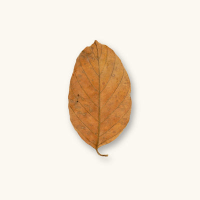 A single brown palta leaf (Persea sp.) for vivariums, photographed on a natural background at Betta Botanicals.