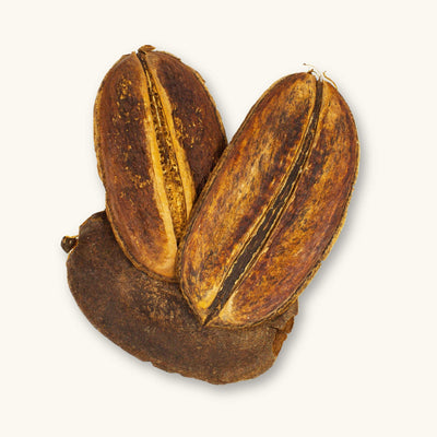 A group of broad, flat brown Para Para Pods (Jacaranda copaia) for blackwater aquariums, photographed on a natural background at Betta Botanicals.