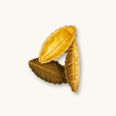 A group of ruff brown Pente de Onca pods (Bignoniaceae haplolophium) for blackwater aquariums, photographed on a natural background at Betta Botanicals.