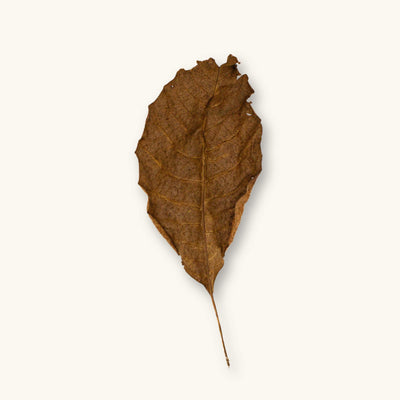 A single dark-brown Persian Walnut leaf (Juglans regia) showing veins and texture for biotope aquariums, photographed on a natural background at Betta Botanicals.