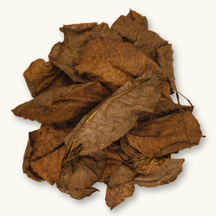 A pile of brown Persian Walnut leaves (Juglans regia) for blackwater aquariums, photographed on a natural background at Betta Botanicals.