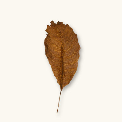 A single brown Persian Walnut leaf (Juglans regia) for botanical method aquariums, photographed on a natural background at Betta Botanicals.