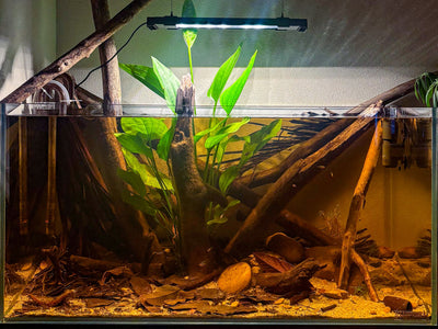 A rimless aquariums with brown tinted water, aquatic botanicals on the substrate, and a big green amazon sword emerging out of the water column at Betta Botanicals.
