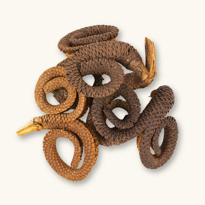 A group of spiraled brown rams horn pods (Borassus flabellifer) for blackwater aquariums, photographed on a natural background at Betta Botanicals.