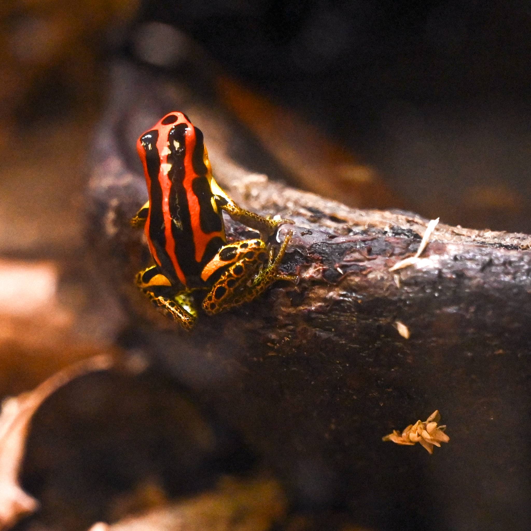 A thumbnail size red, yellow, and black poison frog sitting on the edge of a sterculia pod inside a vivarium.