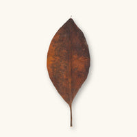 A single dark brown-red Mangrove leaf (Rhizophora mangle) for blackwater and biotope aquariums, photographed on a natural background at Betta Botanicals.