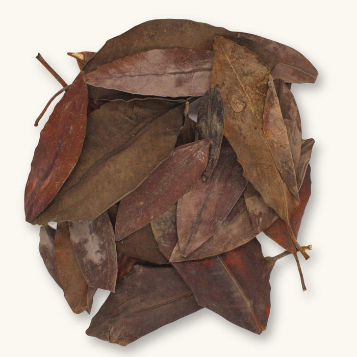 A group of dark brown-red Mangrove leaves (Rhizophora mangle) for blackwater and biotope aquariums, photographed on a natural background at Betta Botanicals.