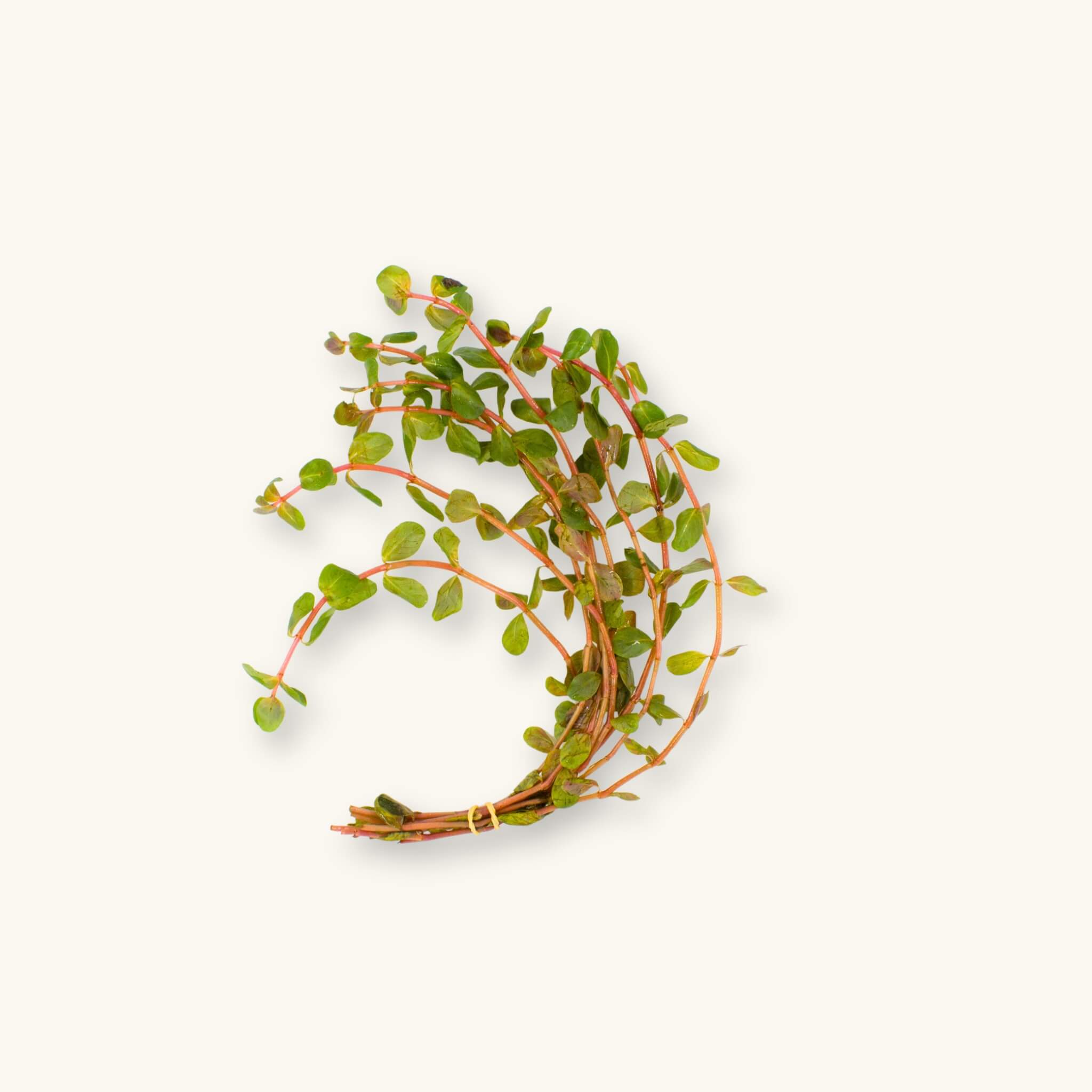 Rotala Blood Red (Rotala rotundifolia ‘Blood Red’) aquarium stem plant with red stems and green-red leaves, photographed on a natural background for Betta Botanicals.