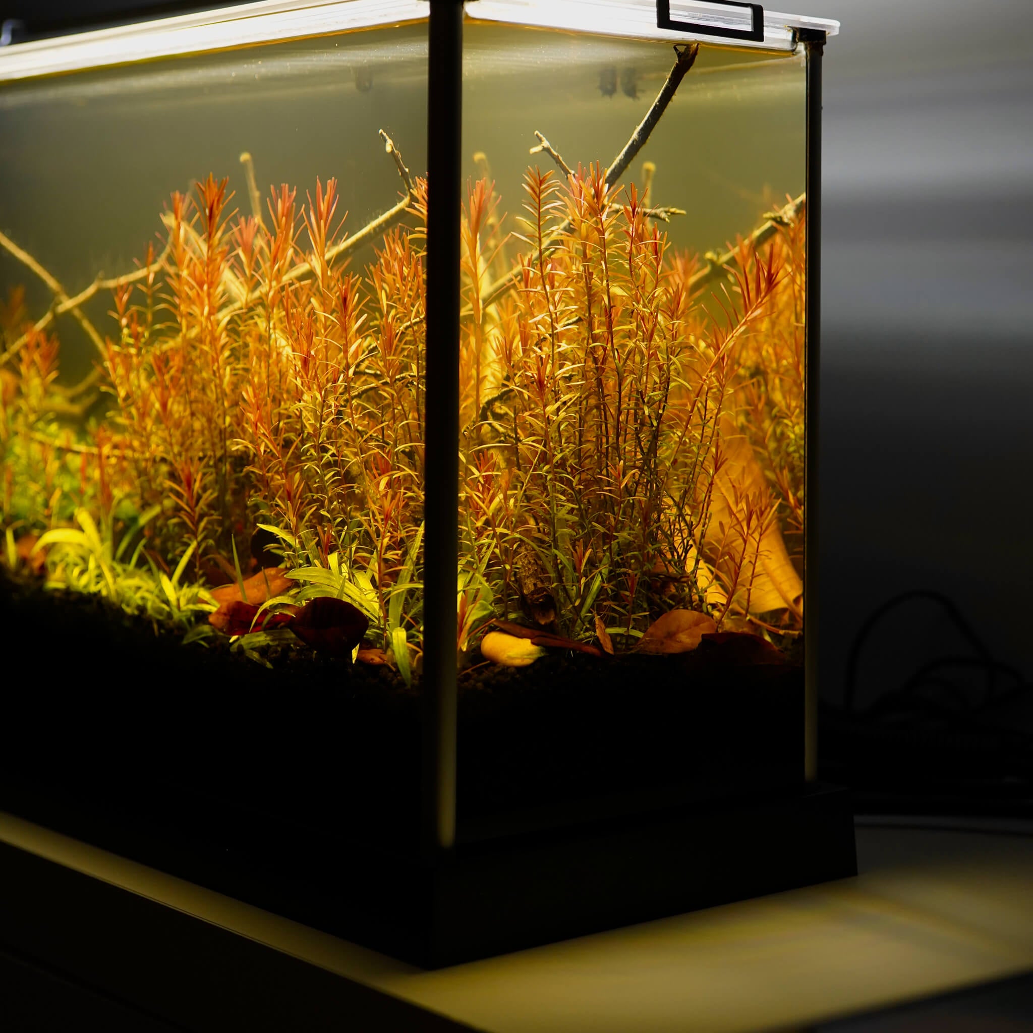 Bucephalandra Mini Phantom for Blackwater Aquariums | Betta