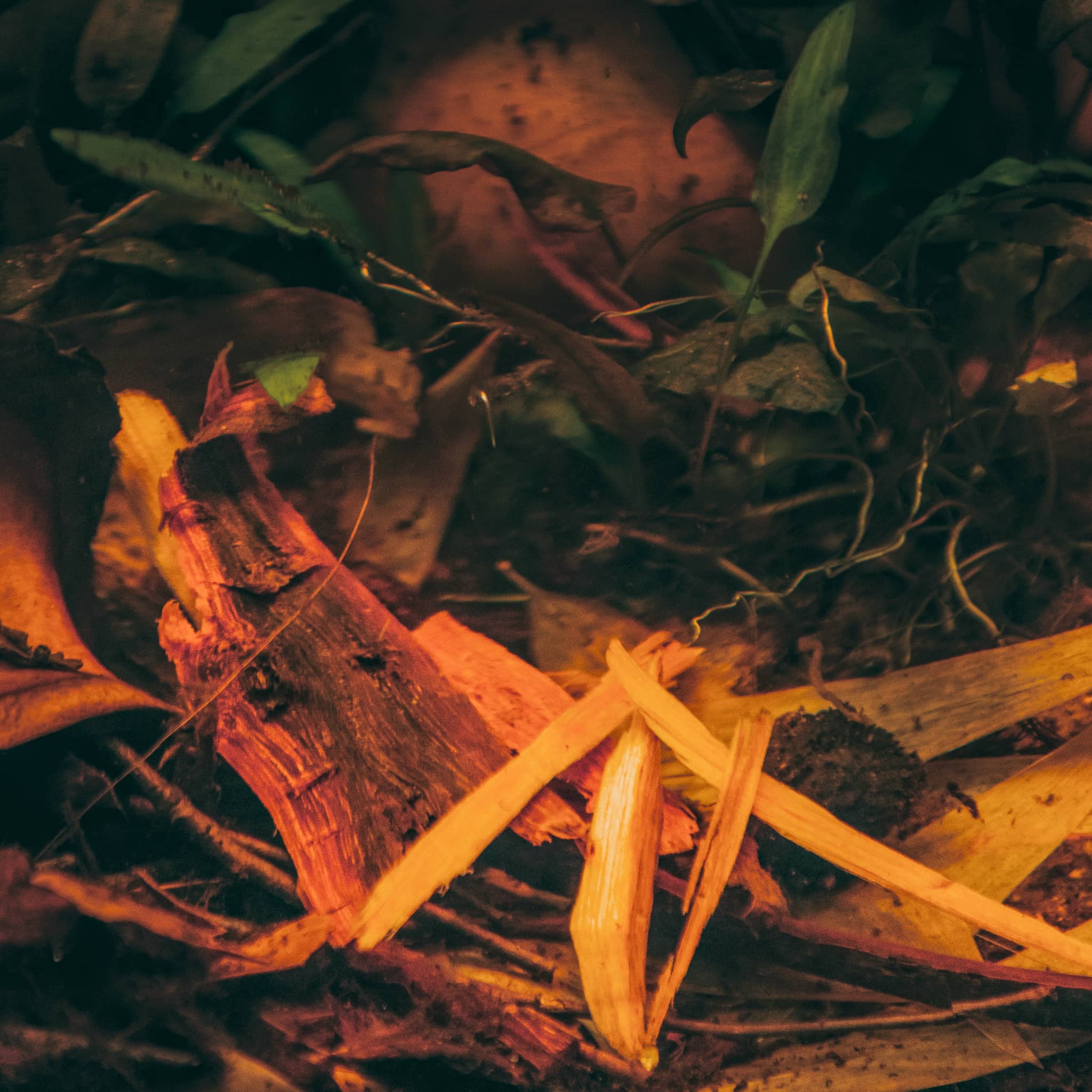 A pile of orange-red sappan wood in a planted blackwater aquarium at Betta Botanicals.