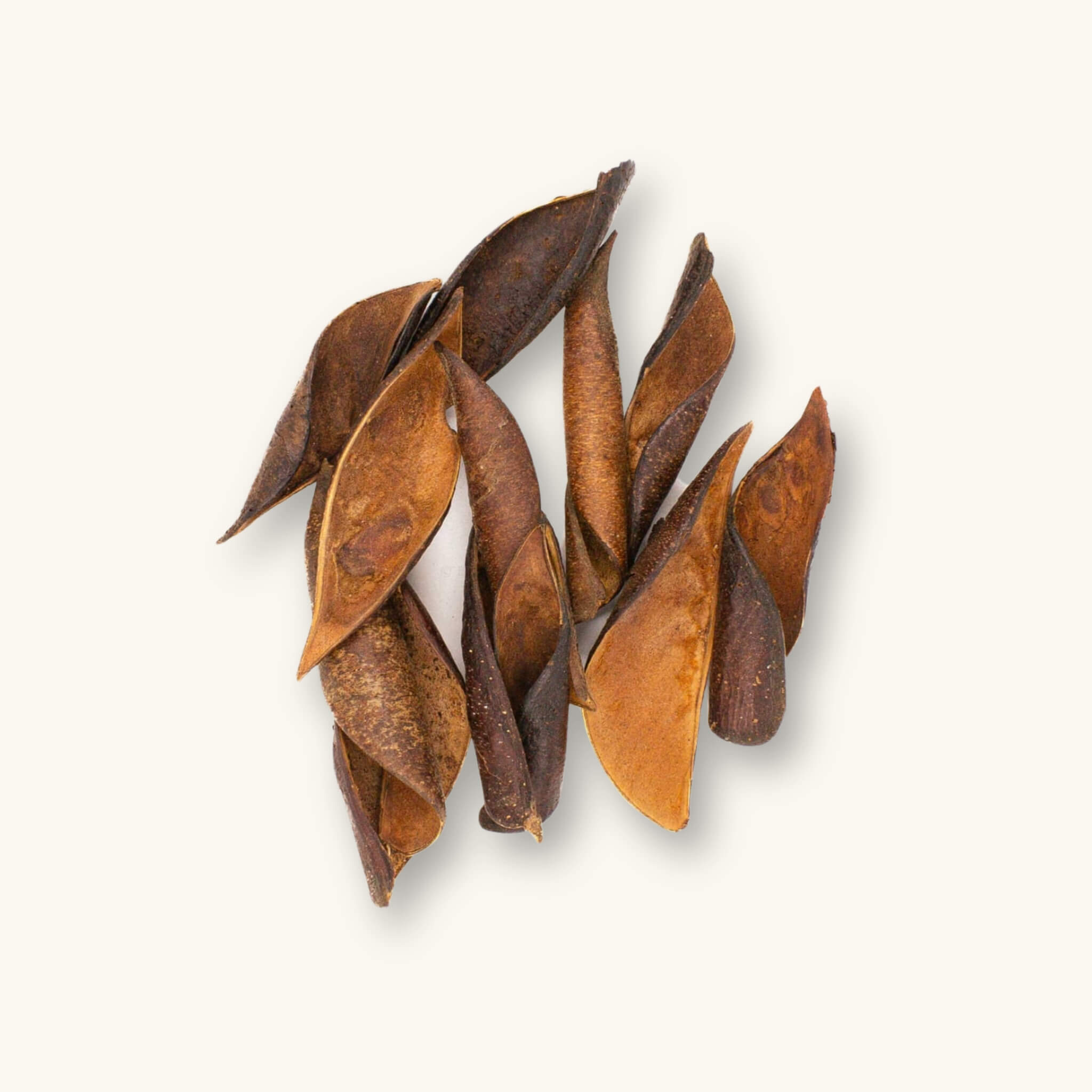 A collection of curled brown and orange Sappanwood pods (Biancaea sappan) for blackwater aquariums, photographed on a natural background at Betta Botanicals.