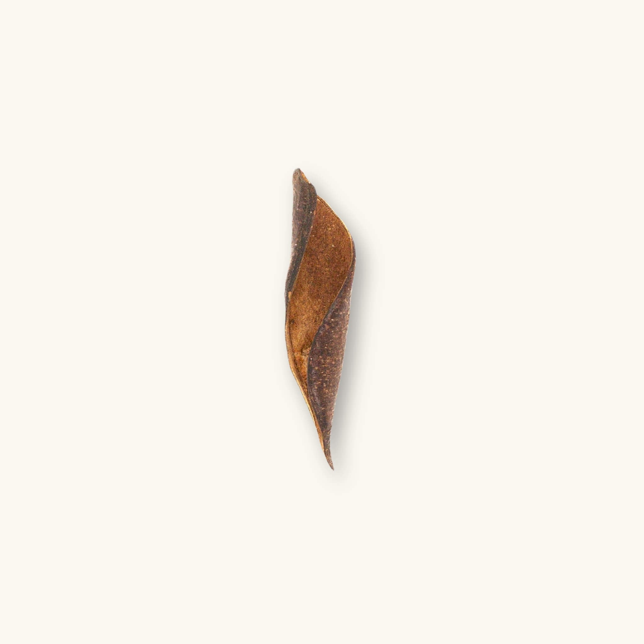 A curled brown and reddish Sappanwood pod (Biancaea sappan) for blackwater aquariums, photographed on a natural background at Betta Botanicals.
