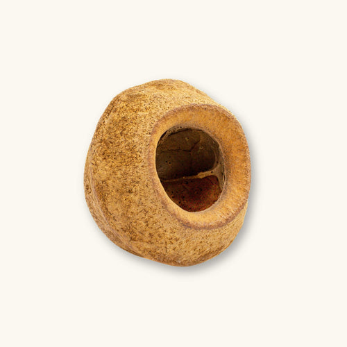 A hollow, round brown sapucaia king pod (Lecythis pisonis) for blackwater aquariums, photographed on a natural background at Betta Botanicals.