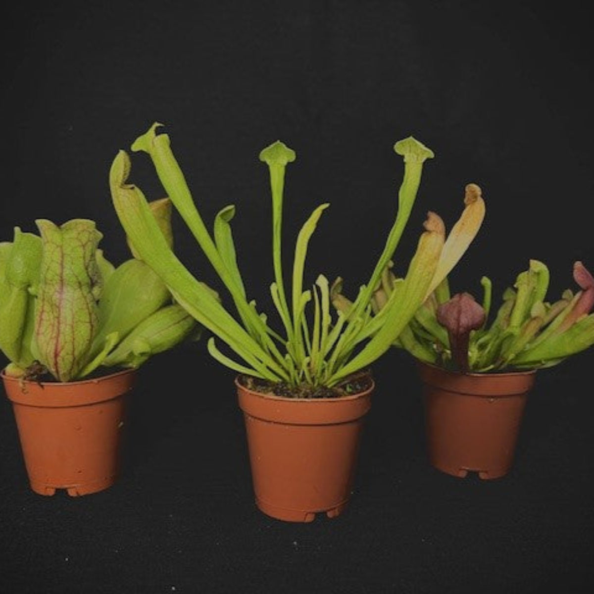 A group of three green and red pitcher plants in terracotta pots against a black background at Betta Botanicals.