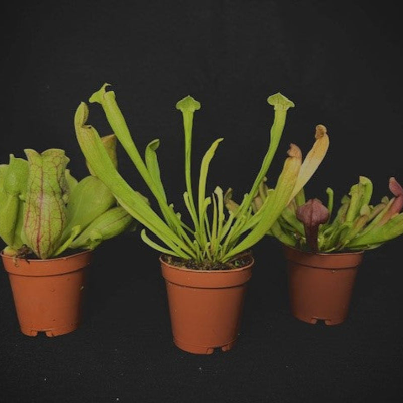 A group of three green and red pitcher plants in terracotta pots against a black background at Betta Botanicals.