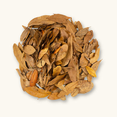 Small and medium Shingles Live Oak leaves (Quercus imbricaria) with earthy red-brown hues for vivariums & aquariums, photographed on a natural background at Betta Botanicals.