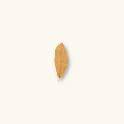 A single dried Shingles Live Oak Leaf (Quercus imbricaria) in shades of tan and deep brown for blackwater aquariums, photographed on a natural background at Betta Botanicals.