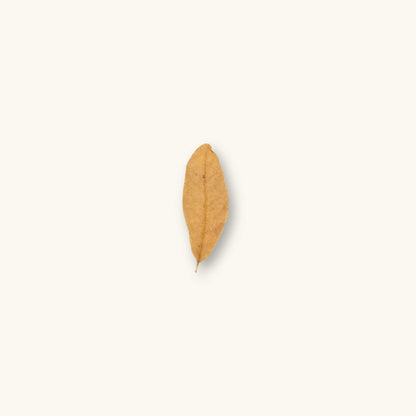 A single dried Shingles Live Oak Leaf (Quercus imbricaria) in shades of tan and deep brown for blackwater aquariums, photographed on a natural background at Betta Botanicals.