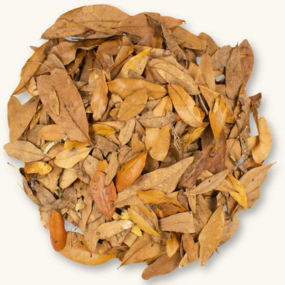 A group of narrow brown Shingles Live Oak leaves (Quercus imbricaria) with hints of red tones for dart frog vivariums, photographed on a natural background at Betta Botanicals.