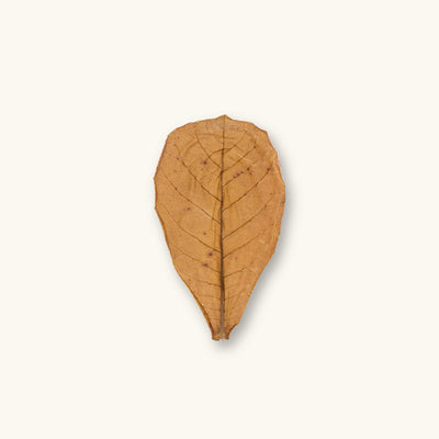 A single small brown Indian Almond Catappa leaves (Terminalia catappa) for biotope aquariums, photographed on a natural background at Betta Botanicals.