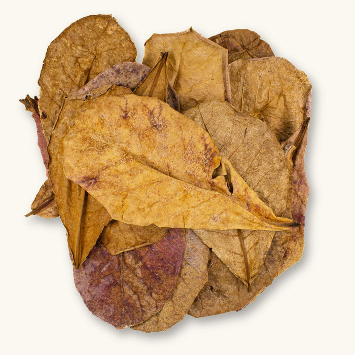 A collection of dried tan and reddish-brown Indian Almond Catappa leaves (Terminalia catappa) for blackwater aquariums, photographed on a natural background at Betta Botanicals.