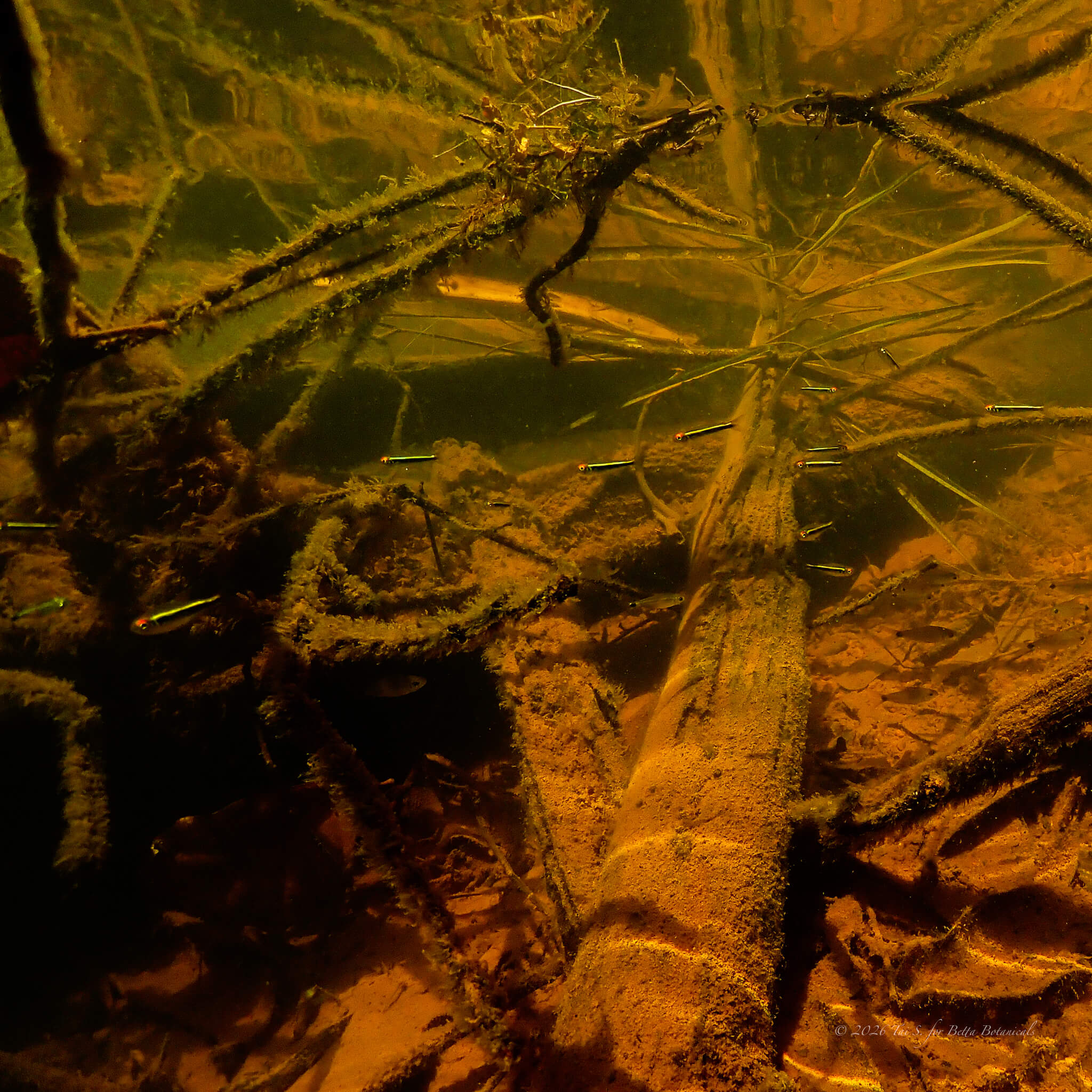 A school of black neon tetras among submerged roots, branches, and biofilm in the tannin-stained water of a South American blackwater habitat, photographed in situ by Tai S. for Betta Botanicals.