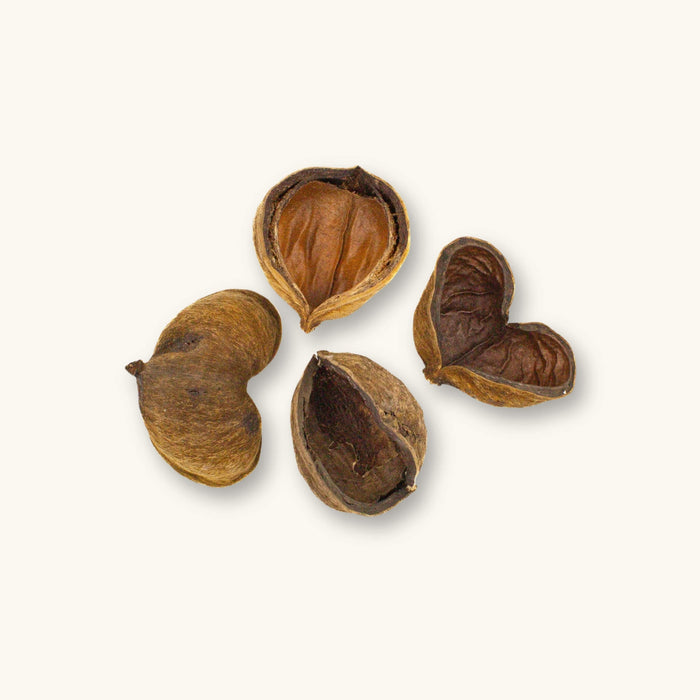 A group of four brown sterculia apetala jungle pods (Colombian seed pods) for biotope aquariums and vivariums, photographed on a natural background at Betta Botanicals.