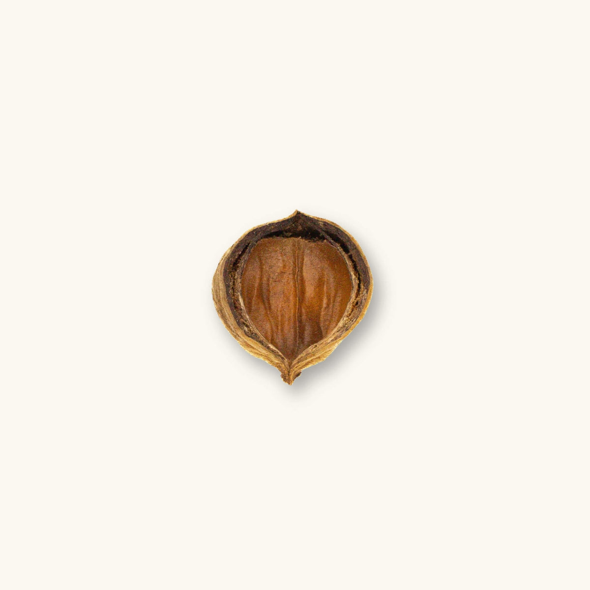 A single brown sterculia apetala jungle pod (Colombian seed pod) for blackwater aquariums, photographed on a natural background at Betta Botanicals.