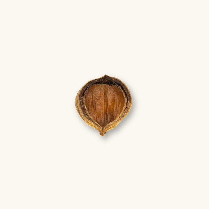 A single brown sterculia apetala jungle pod (Colombian seed pod) for blackwater aquariums, photographed on a natural background at Betta Botanicals.