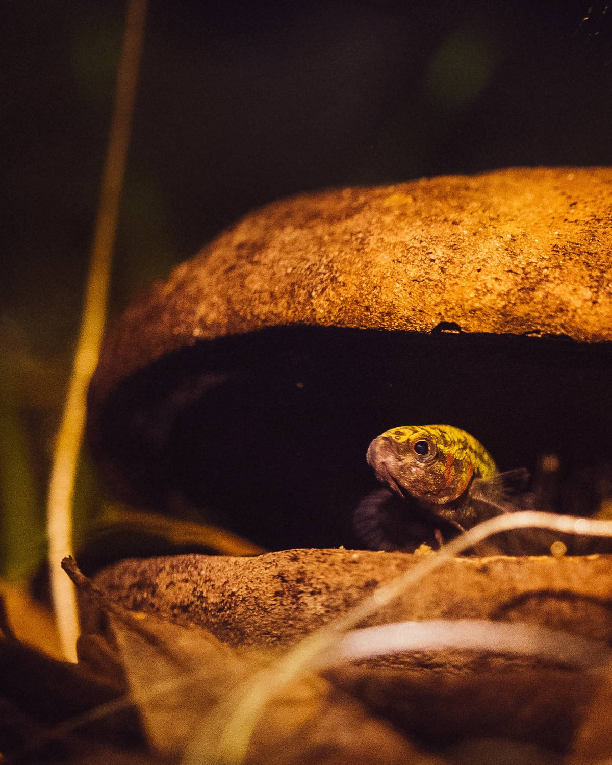 A small betta hendra sits inside a brown cave-like sterculia pod at Betta Botanicals.