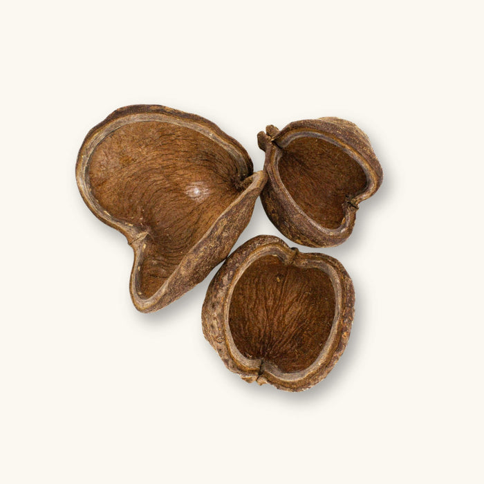 A group of hard, brown Sterculia foetida jungle pods for blackwater aquariums, photographed on a natural background at Betta Botanicals.