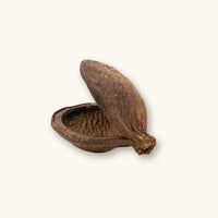 A single durable Sterculia foetida jungle pod with a hollow, cave-like shape for blackwater aquariums, photographed on a natural background at Betta Botanicals.