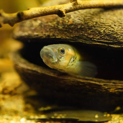 A wild-type betta utilizing a Sterculia seed pod as a natural cave within a tannin-rich blackwater aquarium, photographed by Ryan Schmidt for Betta Botanicals.