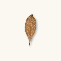 A single brown Strawberry Guava leaf (Psidium cattleianum) for blackwater aquariums, photographed on a natural background at Betta Botanicals.