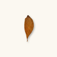 A single orange-brown Strawberry Guava leaf (Psidium cattleianum) for dart frog vivariums, photographed on a natural background at Betta Botanicals.