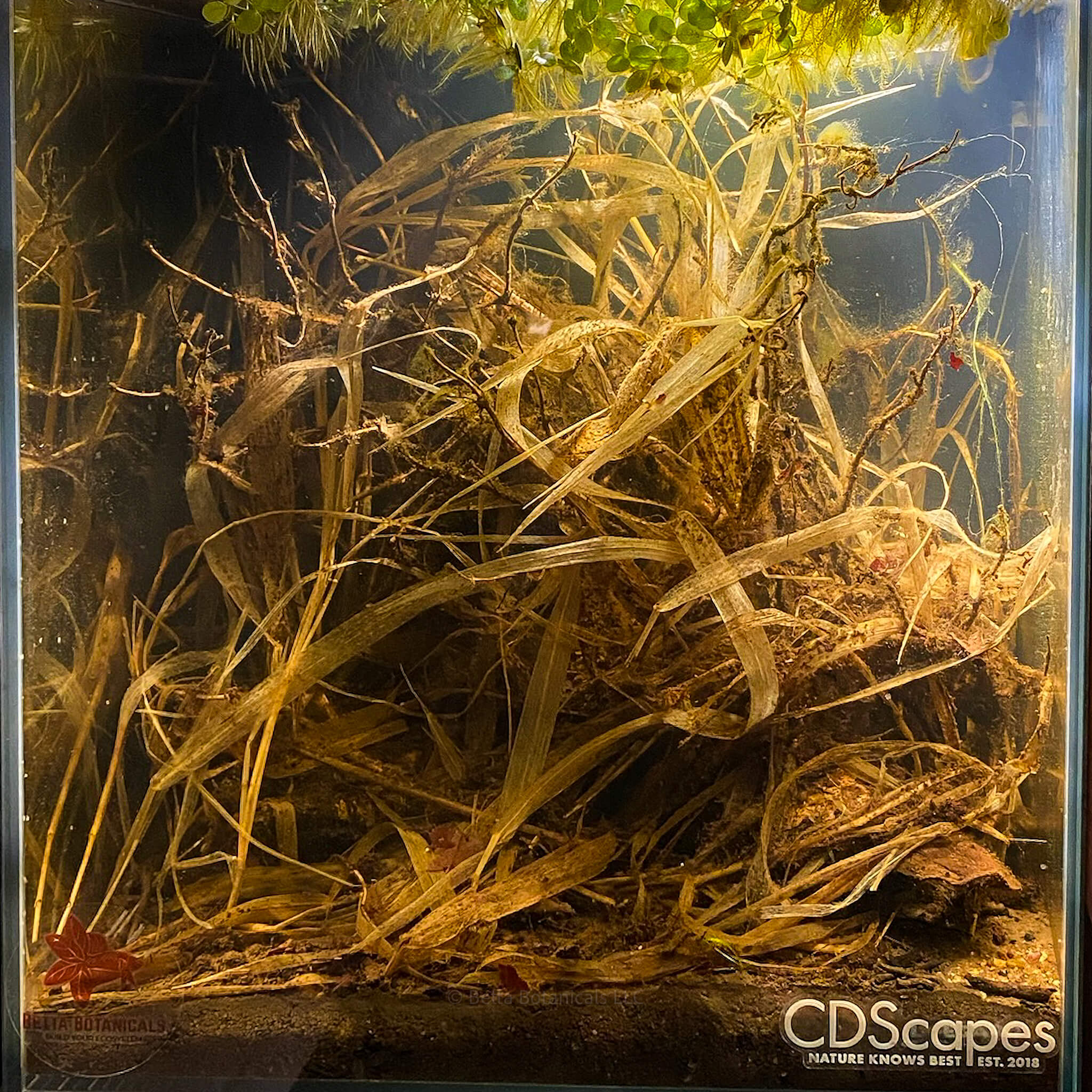 A dense mass of submerged swamp and marsh grasses forming vertical structure and detrital accumulation in a blackwater aquarium, photographed in situ at Betta Botanicals.