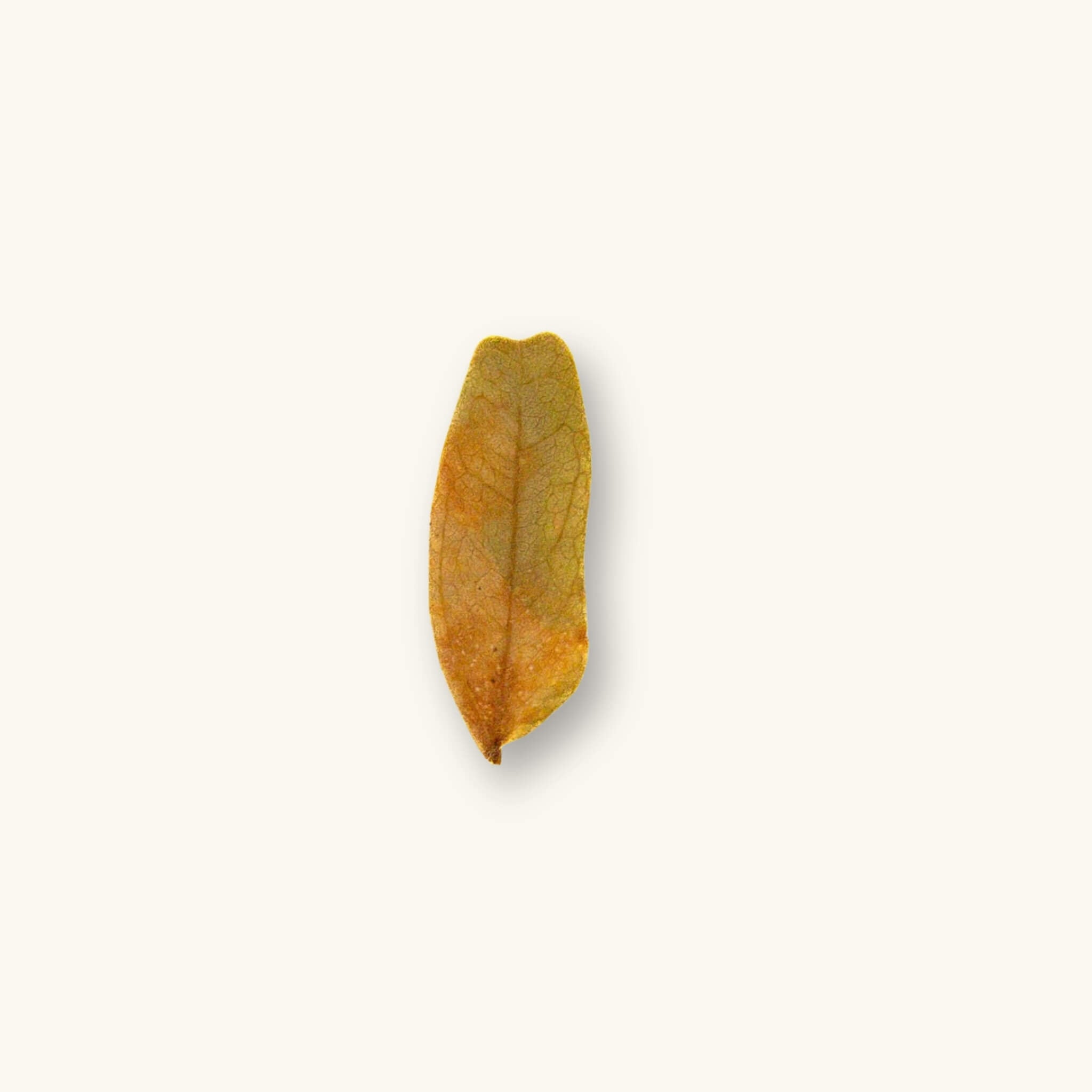 A single brown, orange, and green tamarind leaf (Tamarindus indica) used as aquarium botanicals for blackwater aquariums and dart frog vivariums, photographed on a natural background at Betta Botanicals.