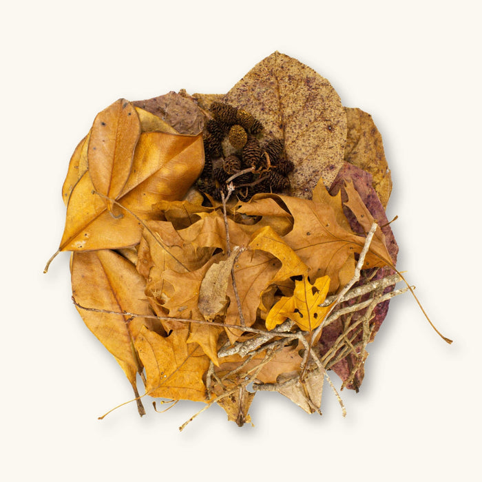 A collection of assorted botanicals including oak leaves, alder cones, and magnolia leaves (various species) for blackwater aquariums, photographed on a natural background at Betta Botanicals.