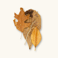A mix of golden, brown, and tan leaves, cones, and twigs (various species) for blackwater aquariums, photographed on a natural background at Betta Botanicals.