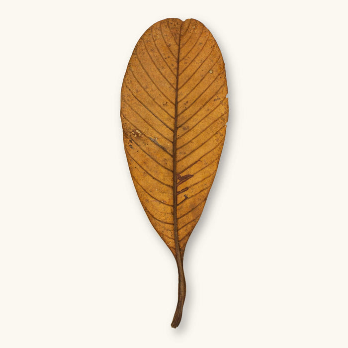 A single golden-brown terentang leaf (Campnosperma brevipetiolata) for blackwater aquariums, photographed on a natural background at Betta Botanicals.