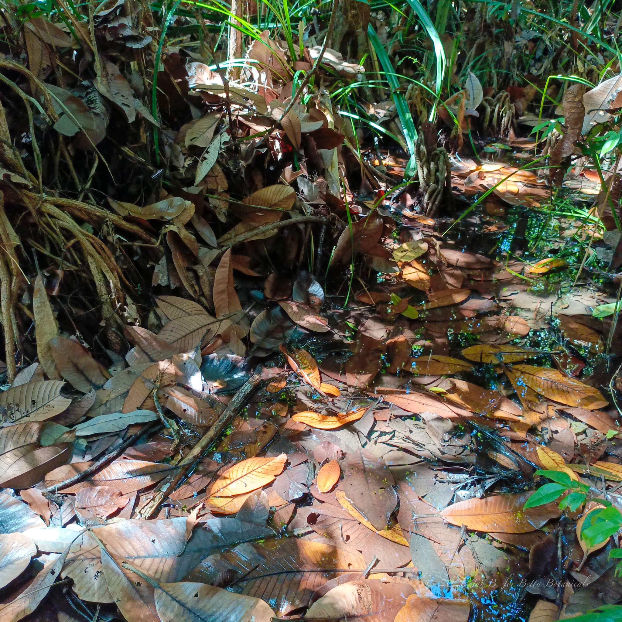 A dense accumulation of amber and brown terentang leaves in a shallow blackwater habitat at the forest margin, with emergent grasses and woody stems providing refuge within the leaf litter, photographed in situ by Jay Belitung for Betta Botanicals.