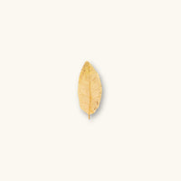 A single light brown Texas Live Oak leaf (Quercus fusiformis) offering tannins and shelter for biotope aquariums, photographed on a natural background at Betta Botanicals