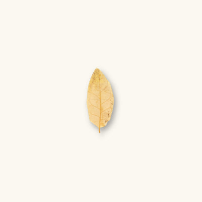 A single light brown Texas Live Oak leaf (Quercus fusiformis) offering tannins and shelter for biotope aquariums, photographed on a natural background at Betta Botanicals