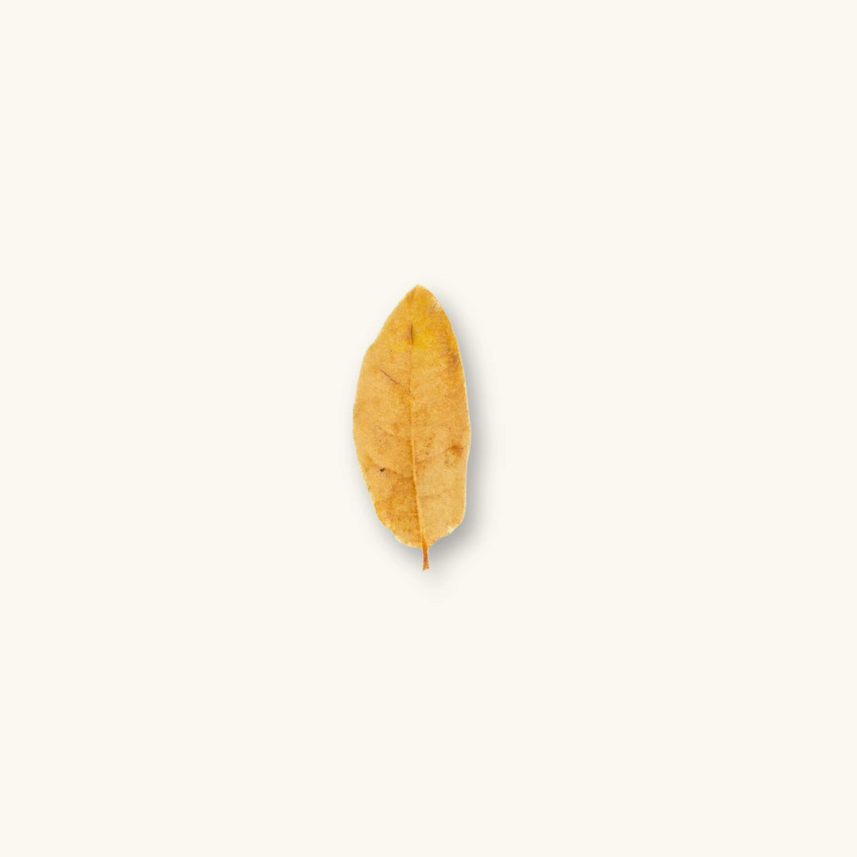 a single dried Texas Live Oak Leaf (Quercus fusiformis) with earthy brown tones for blackwater aquariums, photographed on a natural background at Betta Botanicals.