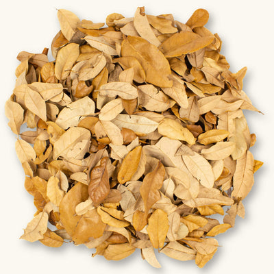 A group of small, durable Texas Live Oak leaves (Quercus fusiformis) in shades of light brown and yellow for blackwater aquariums, photographed on a natural background at Betta Botanicals.