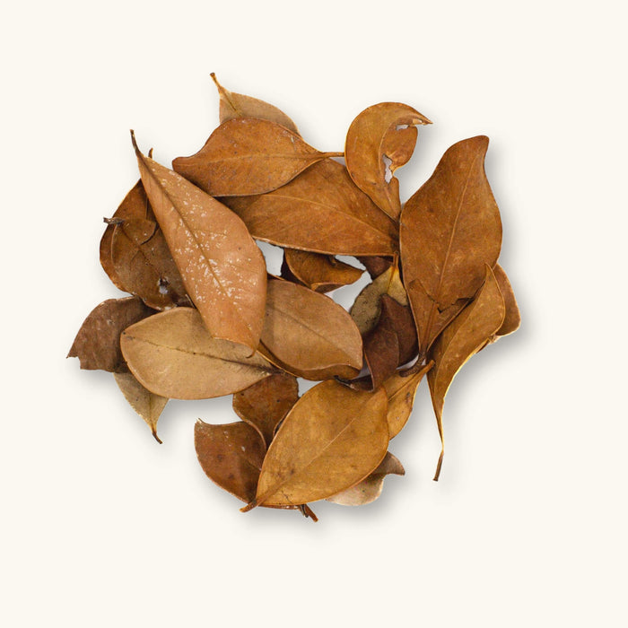 A group of brown and tan Strawberry Guava leaves (Psidium cattleianum) for blackwater aquariums, photographed on a natural background at Betta Botanicals.